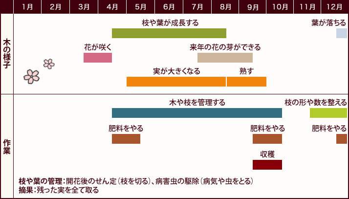 咲かそうアーモンド ２アーモンドの収穫 お手入れ ナッツの情報サイト Ton S Cafe トンカフェ