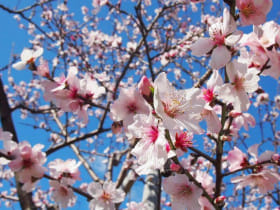 アーモンドの花