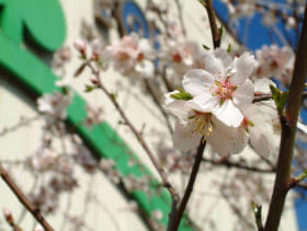 アーモンドの花