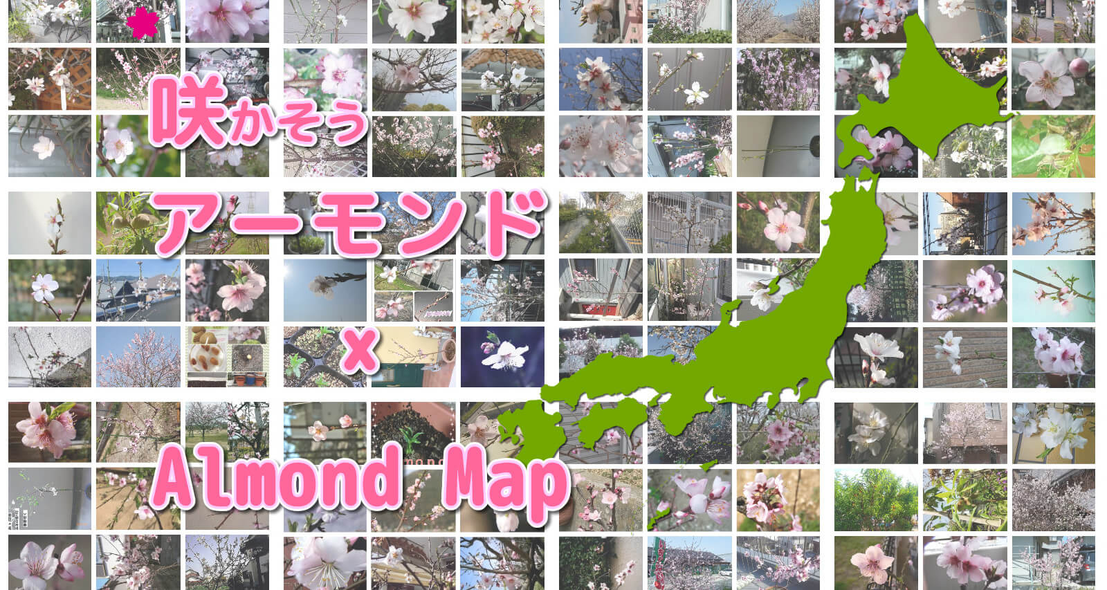 みんなで咲かそうアーモンドマップ