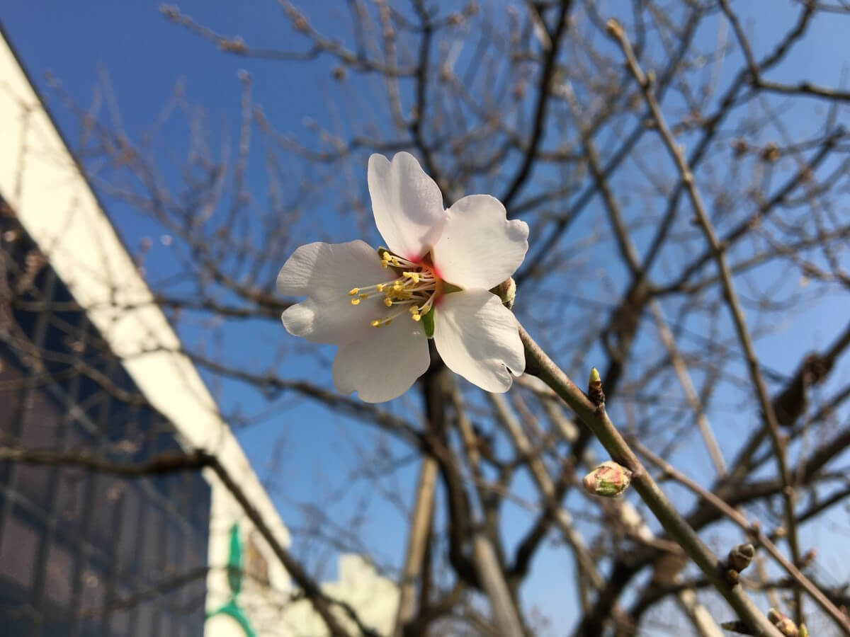 アーモンドの開花