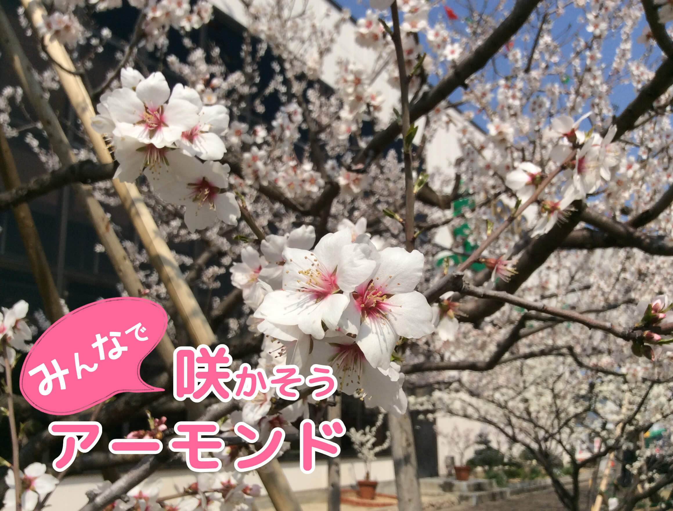 咲かそうアーモンド