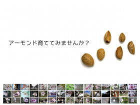 咲かそうアーモンド