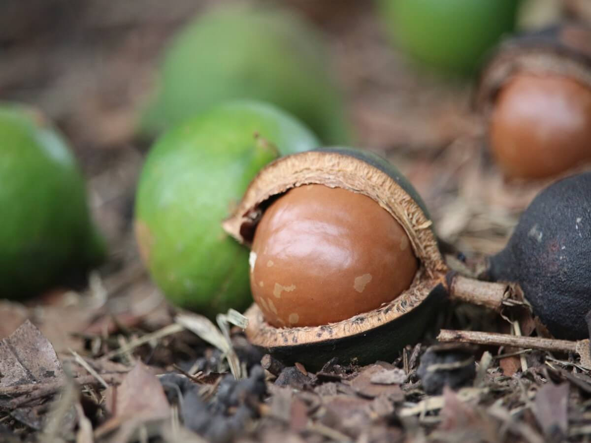 マカデミアナッツ　マカダミアナッツ　ハワイ　オーストラリア　産地　お土産　原産国　なぜ
ナッツ　原産　生産