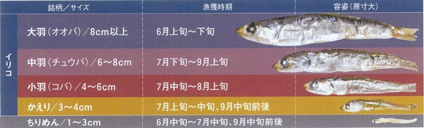 原料カタクチイワシはサイズによりその呼び名が変わります。