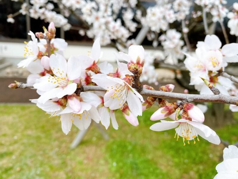 そっくりな花 アーモンド と 桜 の違いや簡単な見分け方とは ナッツの情報サイト Ton S Cafe トンカフェ