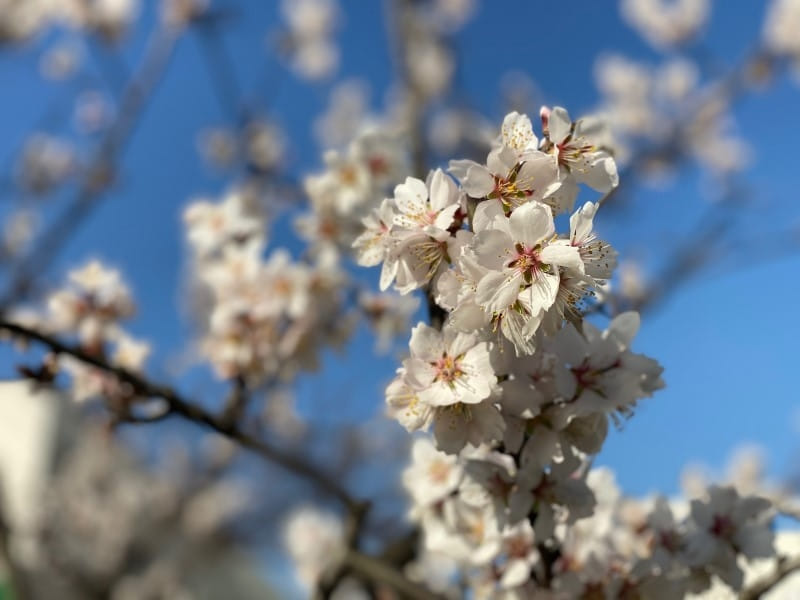 そっくりな花 アーモンド と 桜 の違いや簡単な見分け方とは ナッツの情報サイト Ton S Cafe トンカフェ