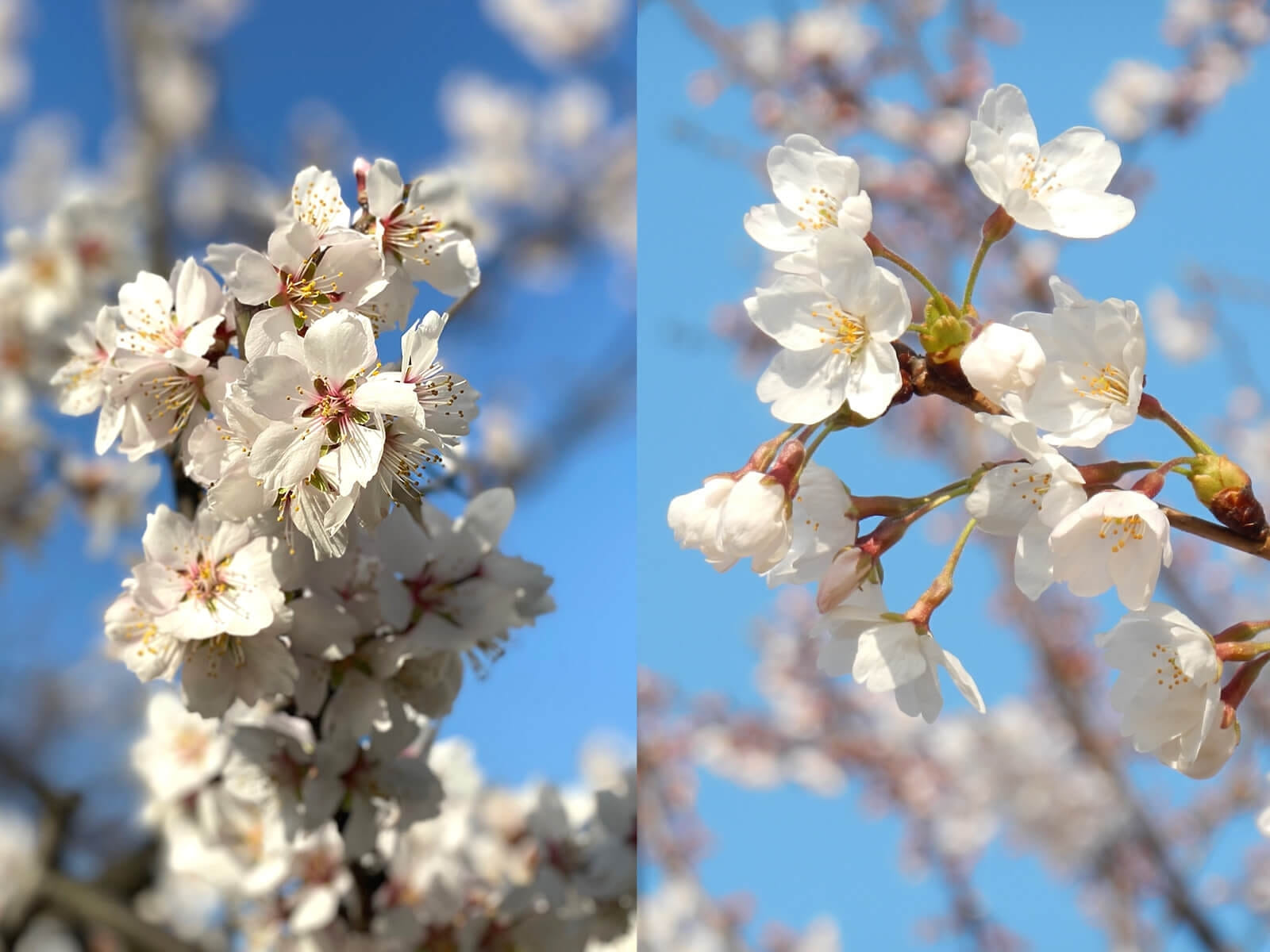 そっくりな花「アーモンド」と「桜」の違いや簡単な見分け方とはそっくりな花「アーモンド」と「桜」の違いや簡単な見分け方とは