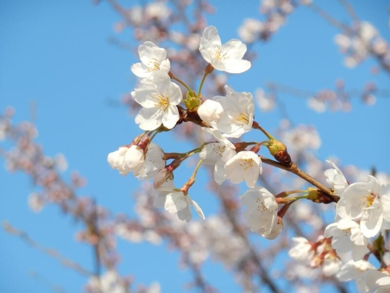 そっくりな花 アーモンド と 桜 の違いや簡単な見分け方とは ナッツの情報サイト Ton S Cafe トンカフェ