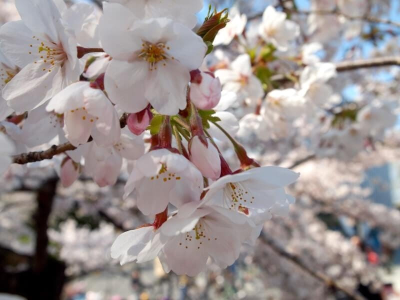 そっくりな花「アーモンド」と「桜」の違いや簡単な見分け方とは