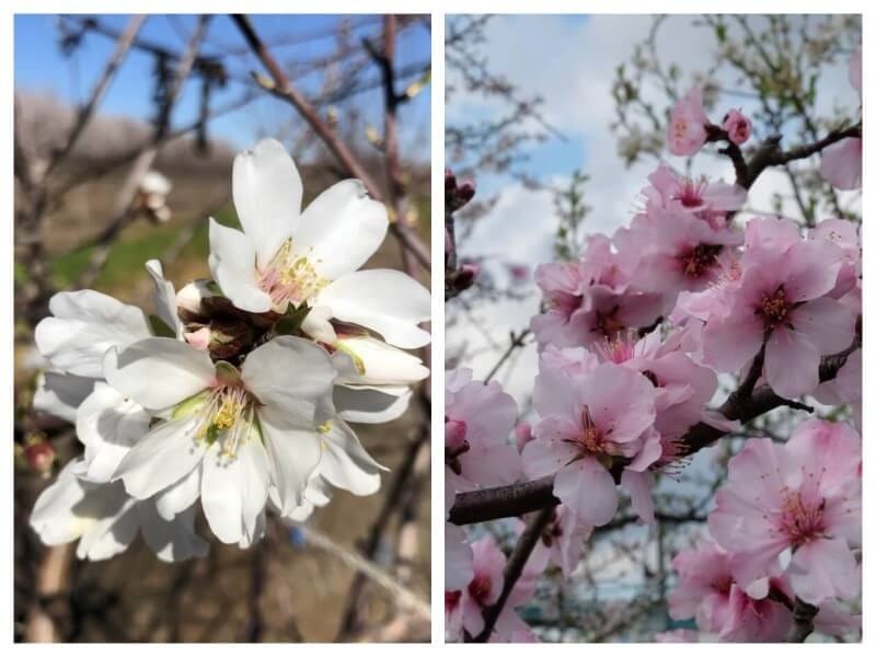 そっくりな花「アーモンド」と「桜」の違いや簡単な見分け方とは